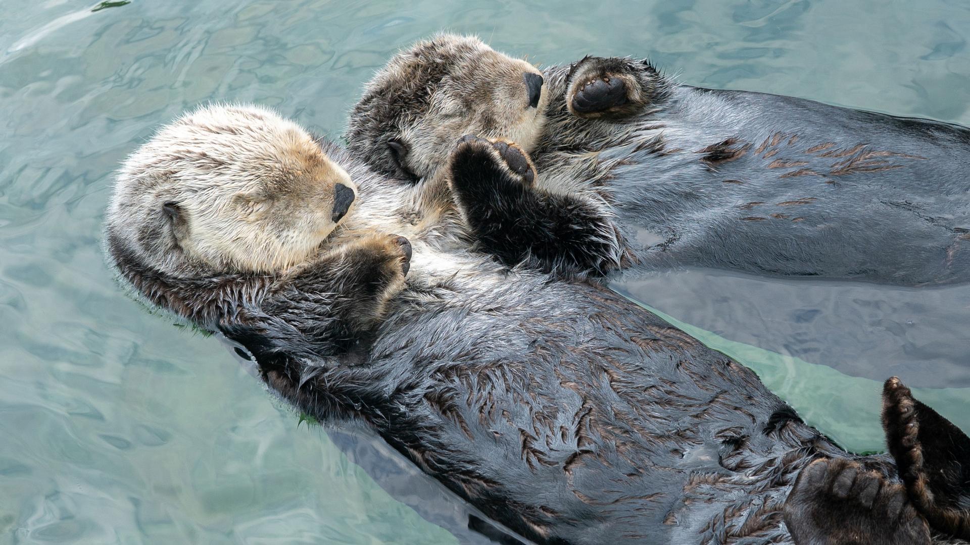 CELEBRATE WORLD OTTER DAY!
5/29/24