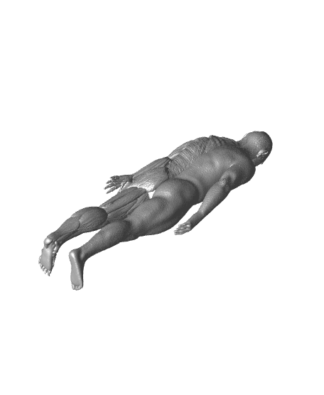 Anatomical Model 3d model