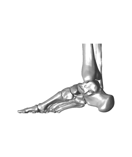 Full Size Anatomically Correct Human Foot Model 3d model