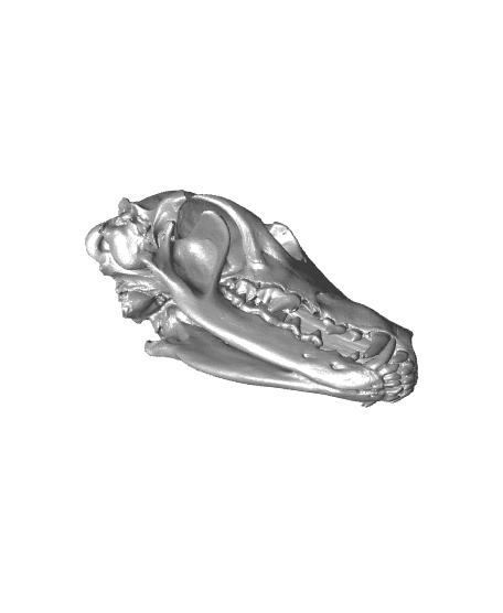 Coyote Skull (Pre Supported) 3d model