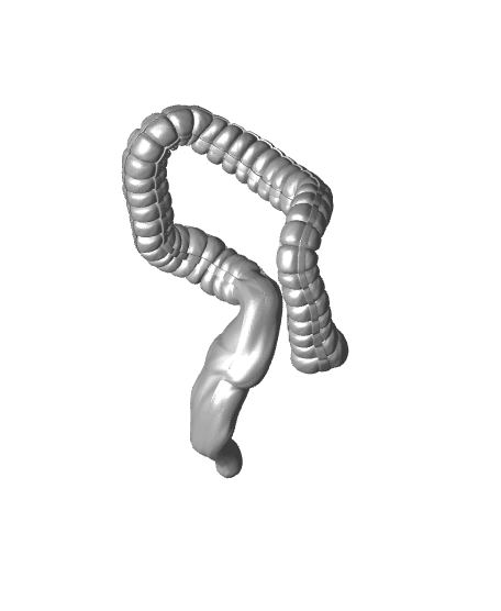 Digestive System Anatomy Model 3d model