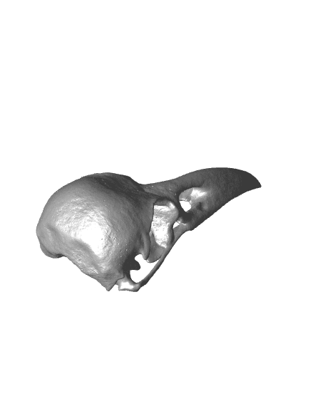 Raven Skull (Pre Supported) 3d model