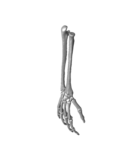 Full Size Anatomically Correct Human Hand Model 3d model