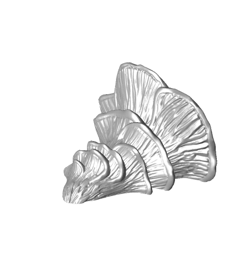 Mushroom shelf “Pleurotus Djamor” 3d model