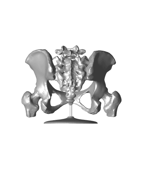 6-Piece Magnetic Female Pelvis Model 3d model