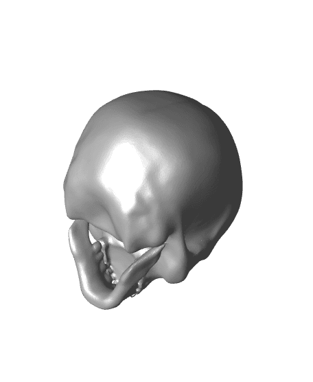 Skull by CandidQuality 3d model