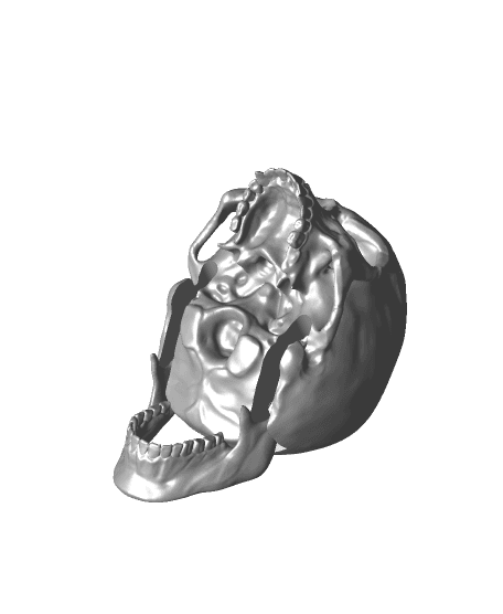 Articulated Skulls Print-in-Place 3d model