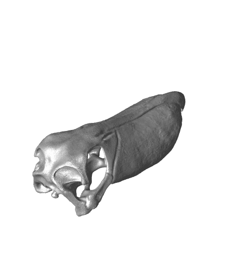 Shoebill Stork Skull (Pre Supported) 3d model