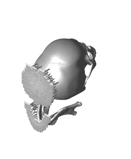 Articulated Skull 3d model