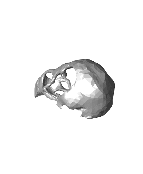 Bird Skull 3d model