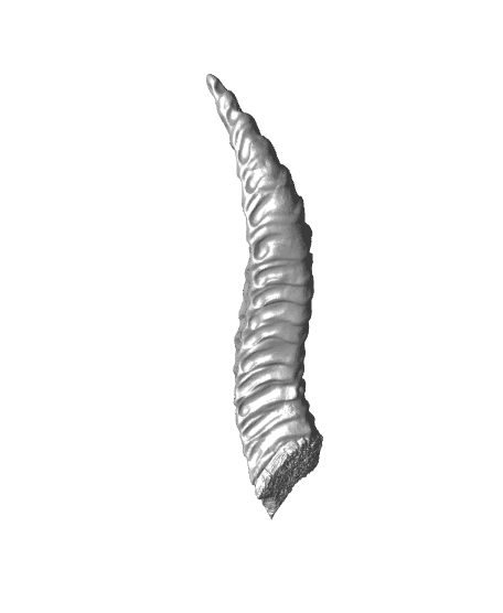 Young Black Dragon Horn 3d model