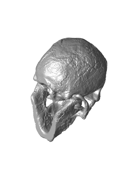 Realistic Neanderthal Skull Halloween Decor 3d model