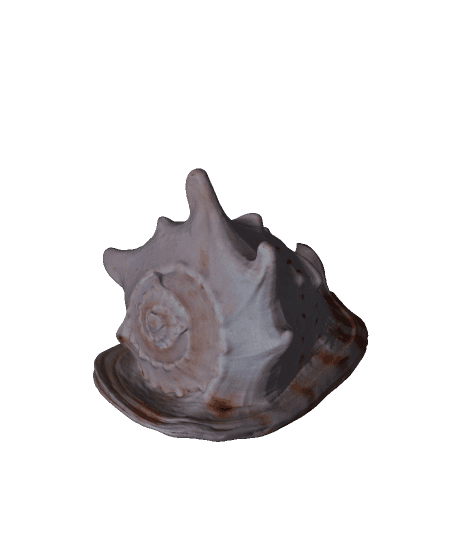 Big pretty shellfish（generated by Revopoint POP 2） 3d model