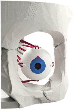 Dynamic Extraocular Muscle Simulator! 3d model