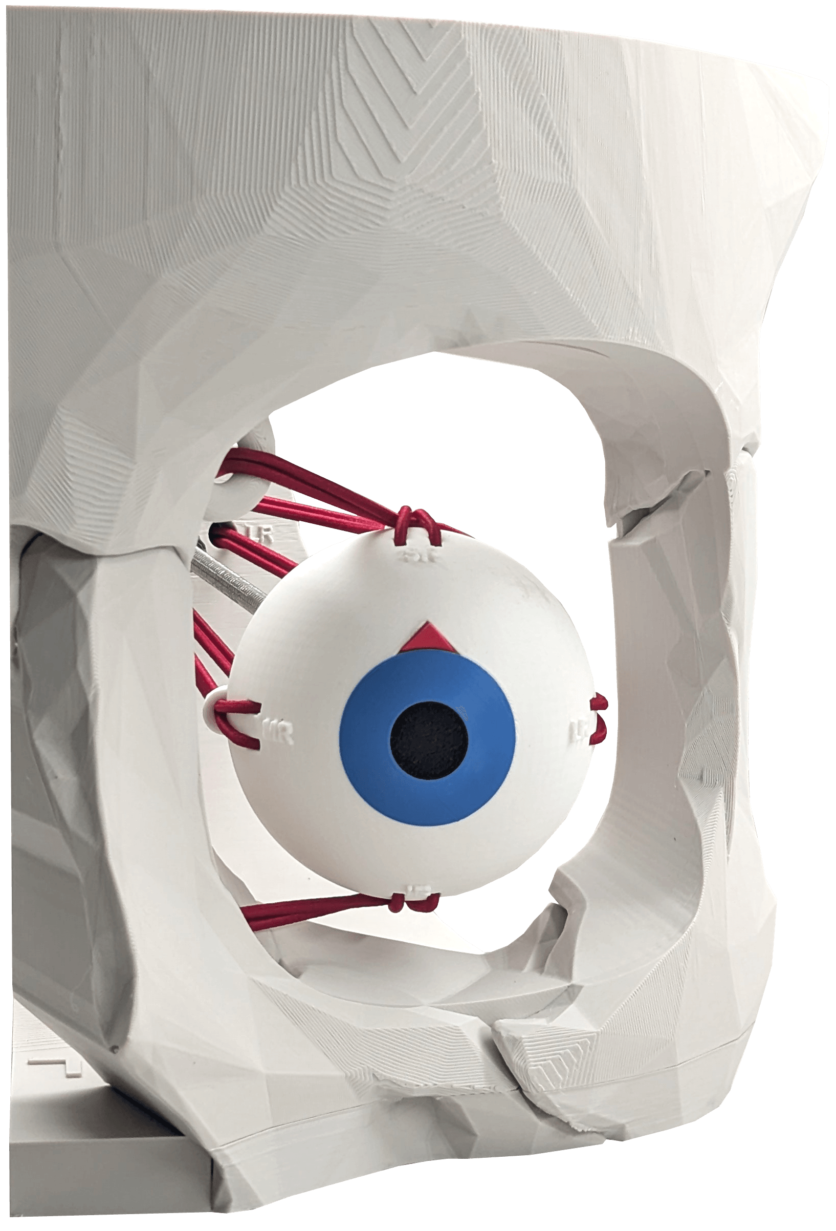Dynamic Extraocular Muscle Simulator! 3d model
