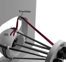 Dynamic Extraocular Muscle Simulator! 3d model