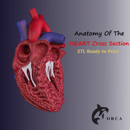 HUMAN HEART CROSS SECTION 3D PRINTING 3d model
