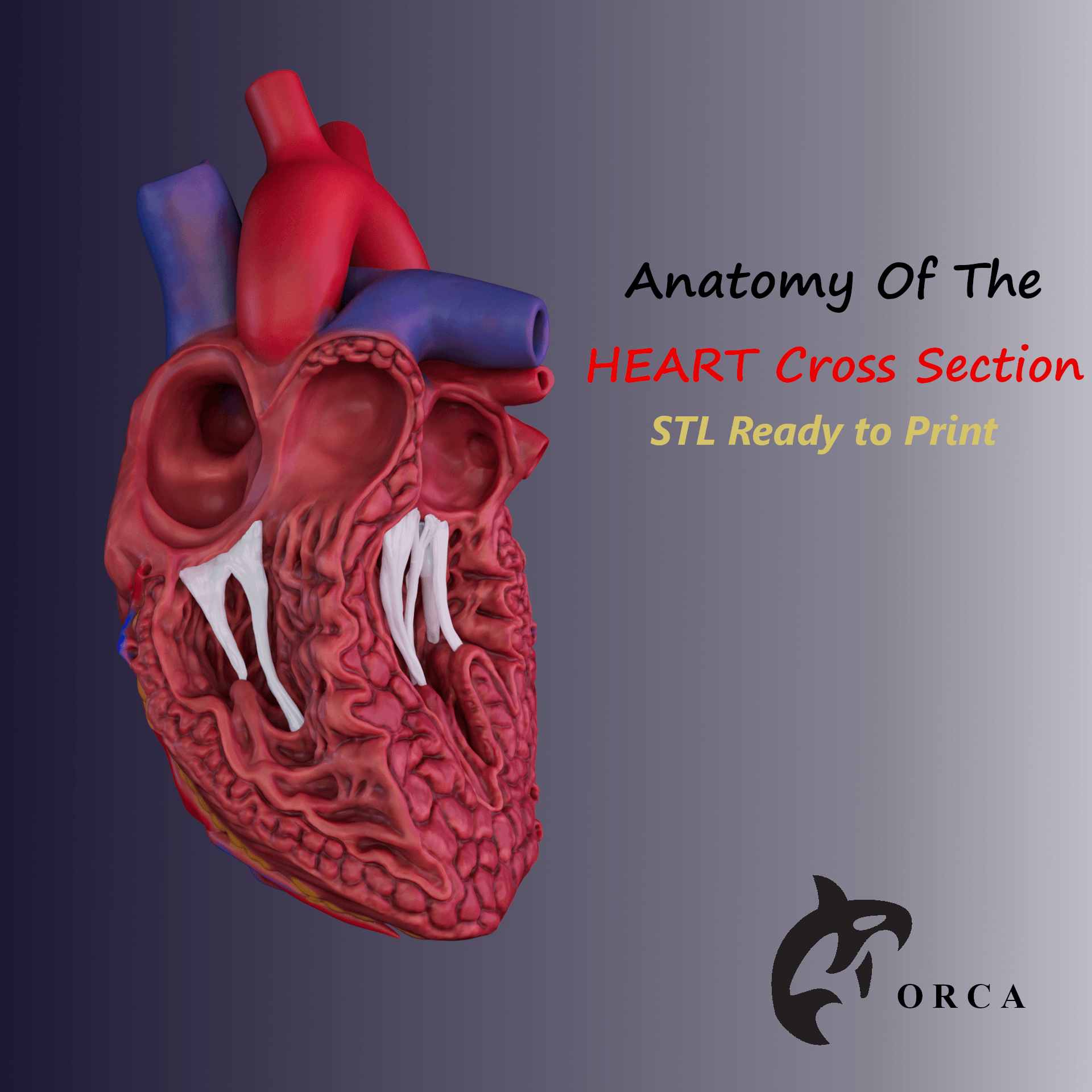 HUMAN HEART CROSS SECTION 3D PRINTING 3d model