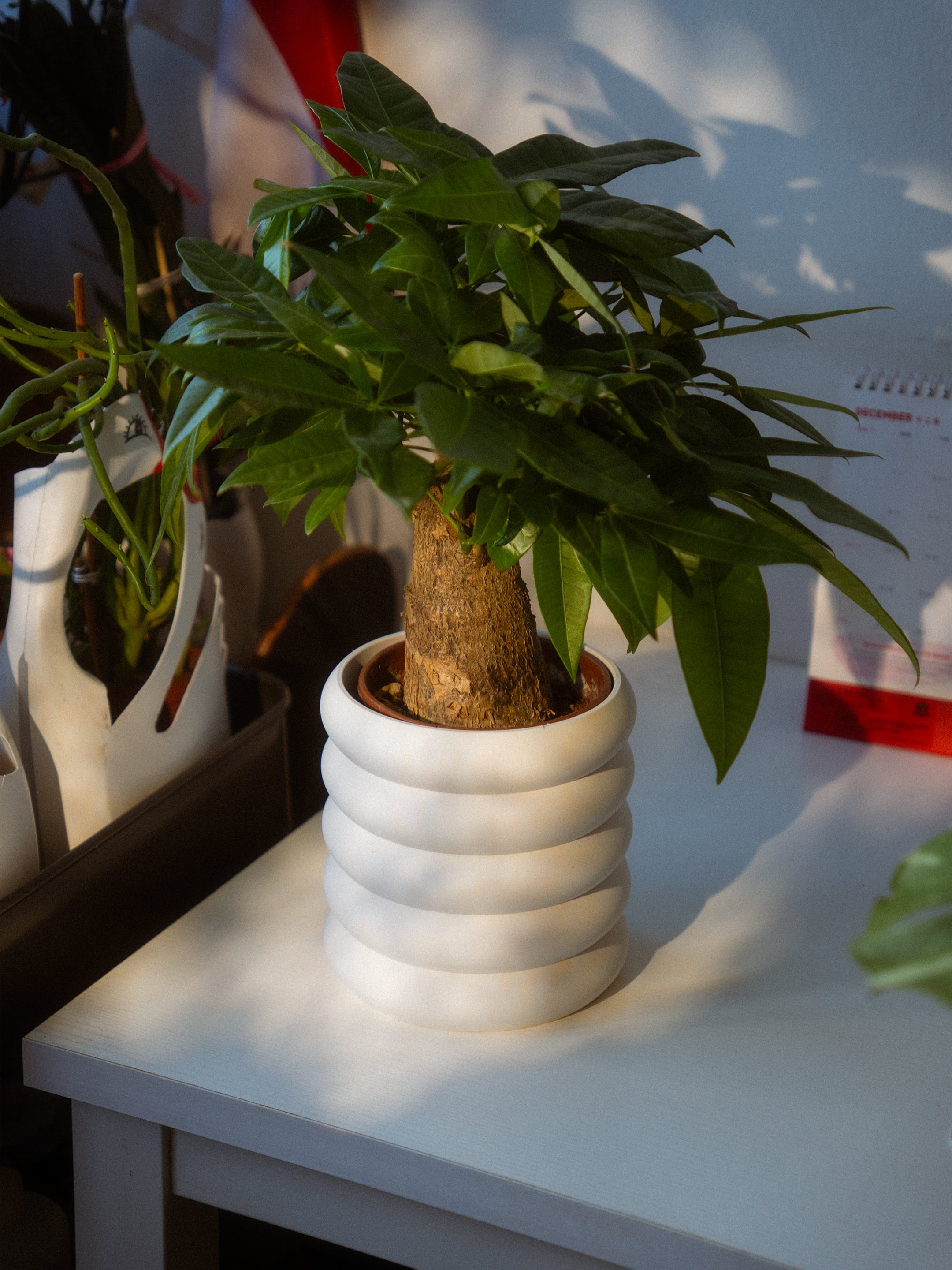 Bubble Planter 2 3d model