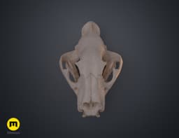 Tiger Skull (Panthera Tigris Tigris) 3d model