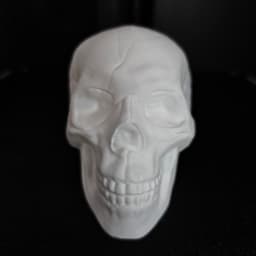 Human Skull 3d model