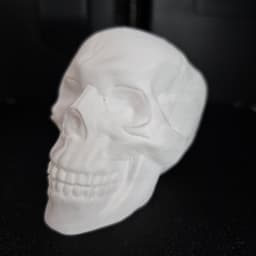 Human Skull 3d model