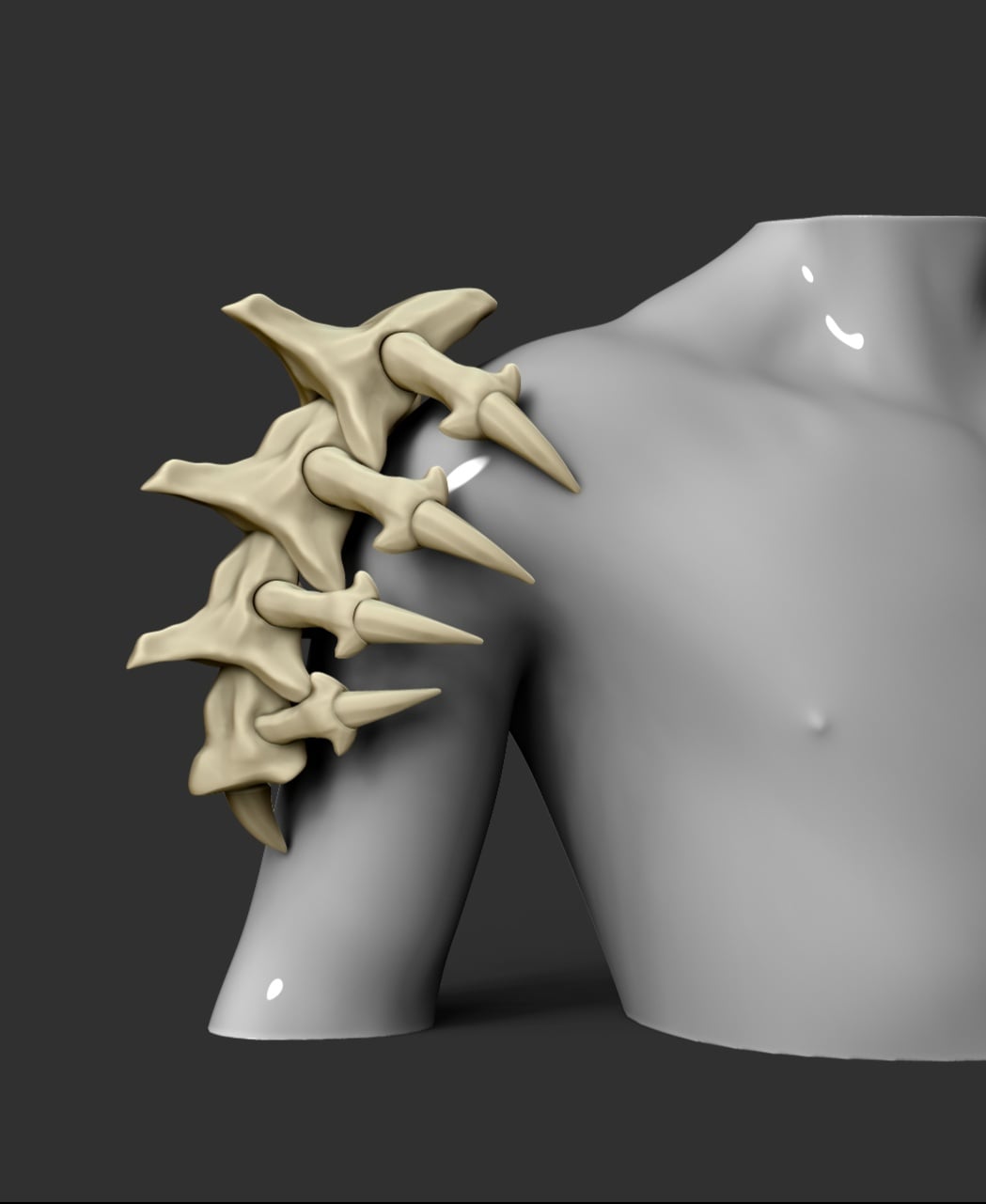 Shoulder spine 3d model