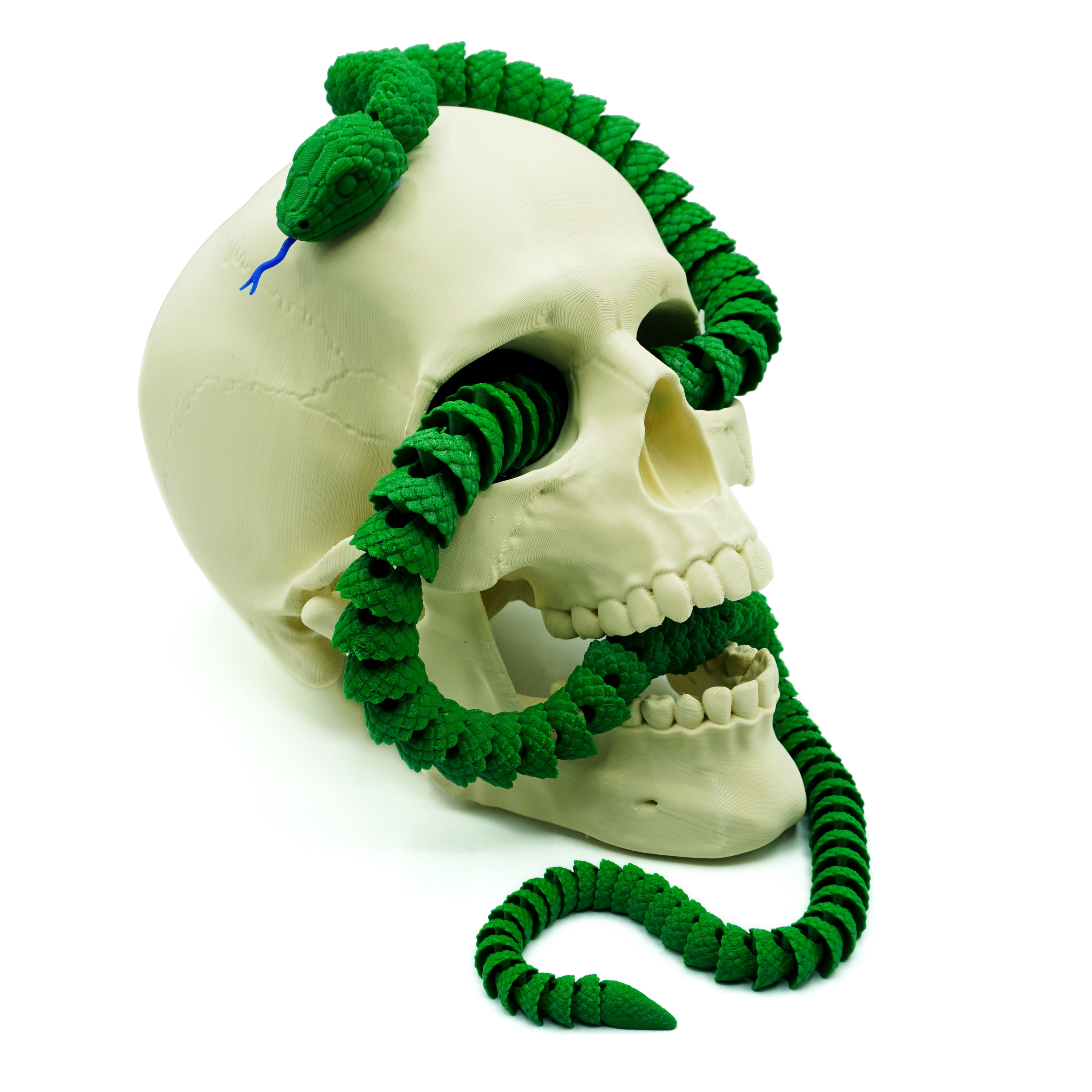 Snake and Rattlesnake 3d model