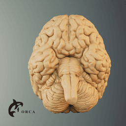 Brain Anatomy STL for Education 3d model