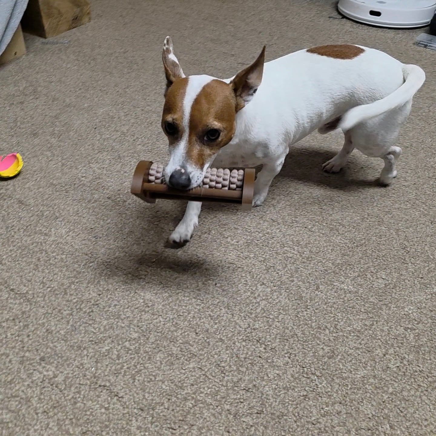 Excellent model. I trained my dog to bring it to me when he wants a massage 🤣
