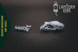 Lesser Horseshoe Bat Skull (Pre Supported) 3d model
