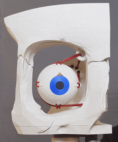 Dynamic Extraocular Muscle Simulator! 3d model