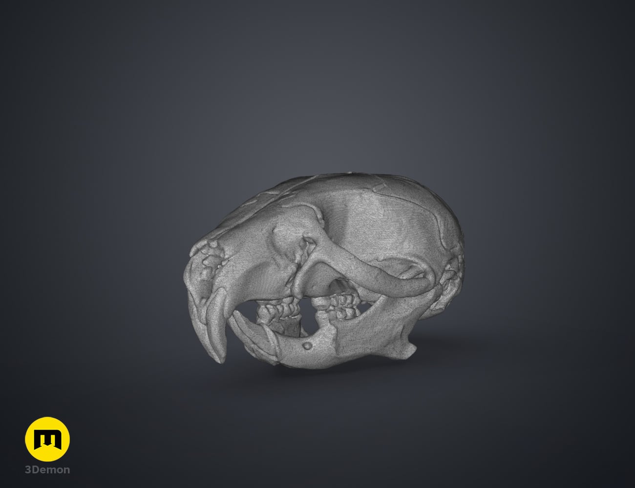 Mouse Skull (Mus Musculus) 3d model