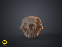 Mouse Skull (Mus Musculus) 3d model