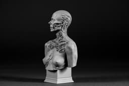 Famine Bust 4 Horsemen (Pre Supported) 3d model