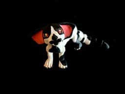 Oriental Shorthair Cat *Commercial Version* 3d model