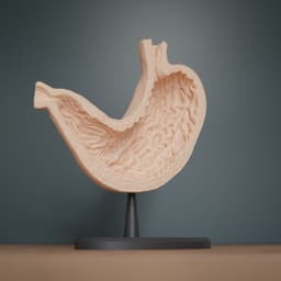 Human Stomach Cross Section Anatomy 3d model