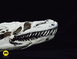 Python Snake Skull 3d model