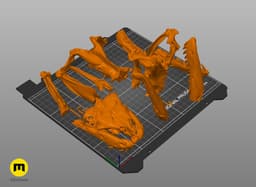 Python Snake Skull 3d model