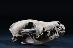 Coyote Skull (Pre Supported) 3d model