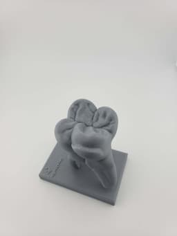 Anatomy of Moral Tooth 3d model