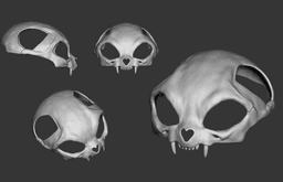 Cat Skull Hat 3d model