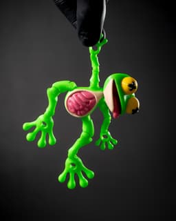 Dissected Frog - Fridge Magnet 3d model