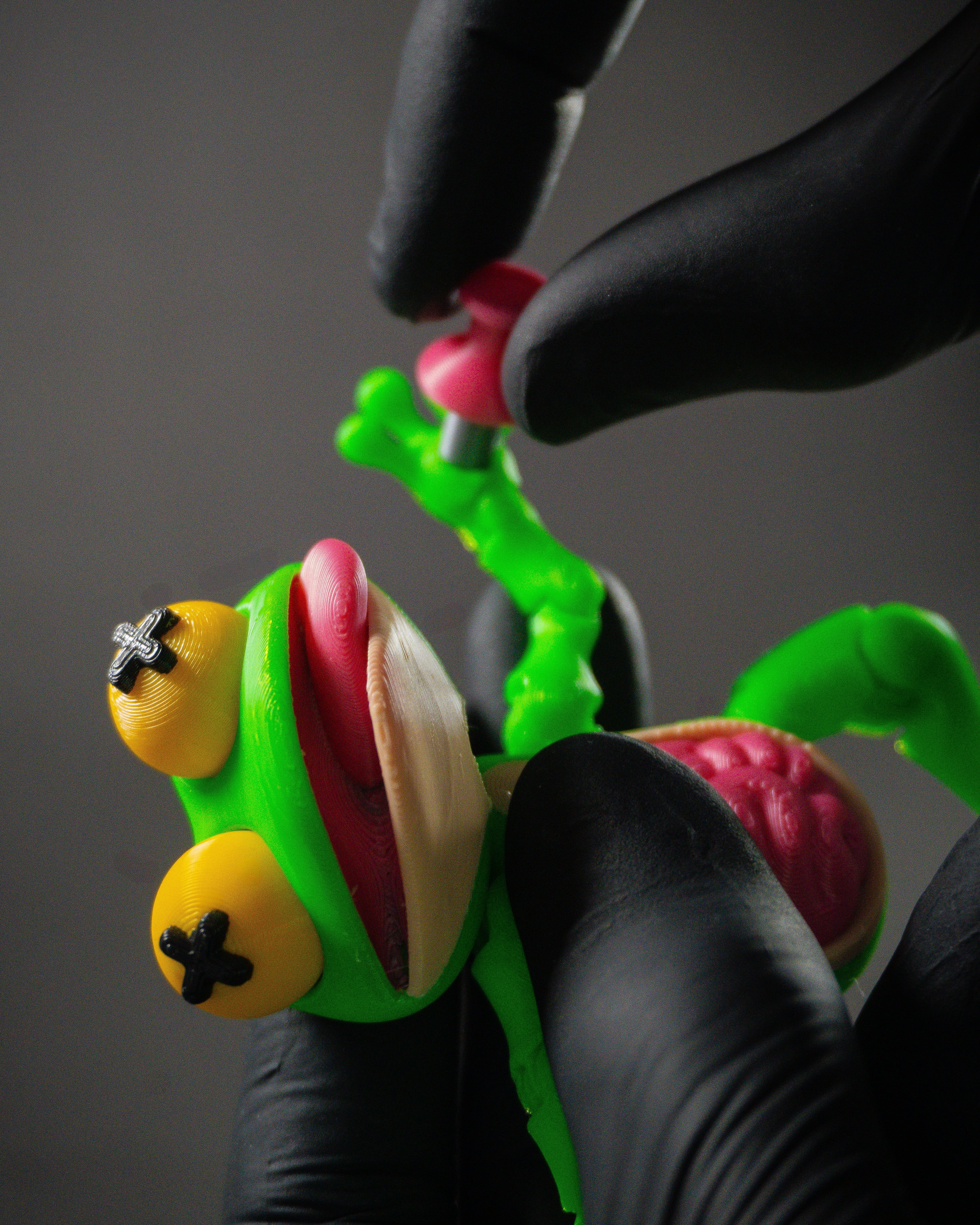 Dissected Frog - Fridge Magnet 3d model