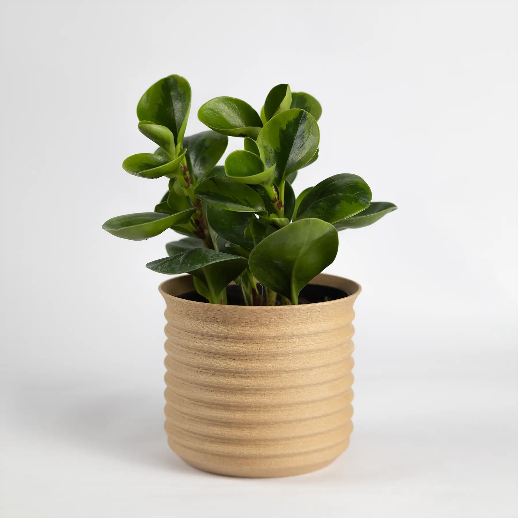 Ribbed Planter 3d model