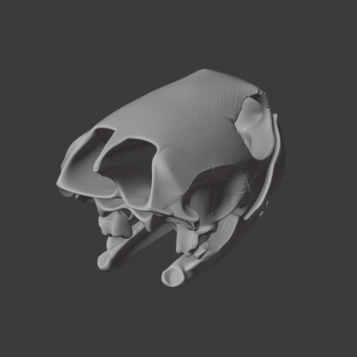 Green Sea Turtle Skull.stl 3d model