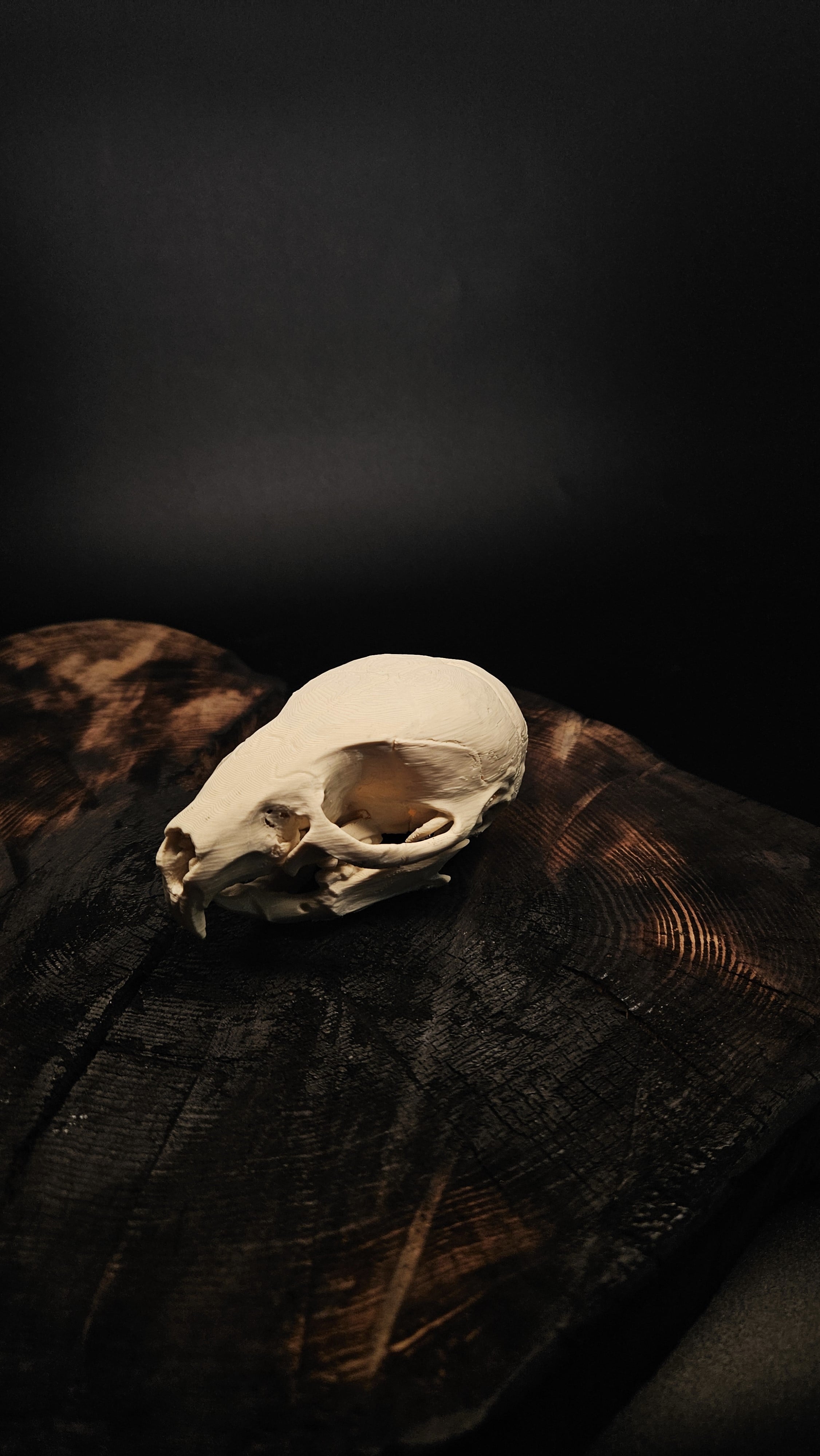 Mouse Skull (Mus Musculus) 3d model