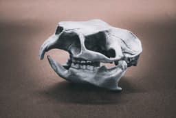 Porcupine Skull (Pre Supported) 3d model