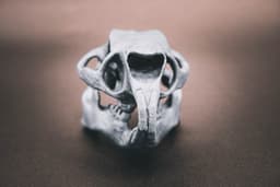 Porcupine Skull (Pre Supported) 3d model