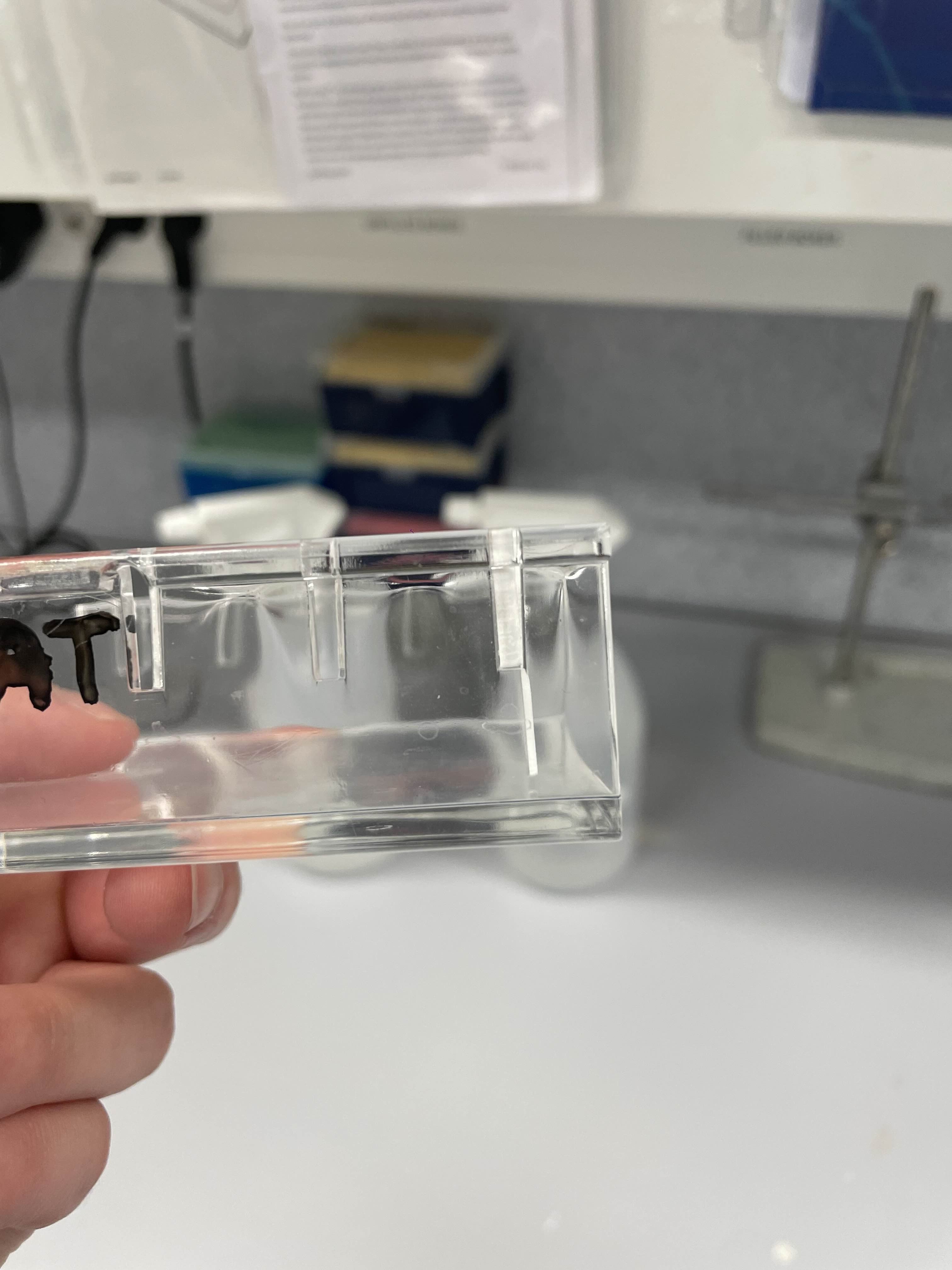 6 Well Electrophoresis Comb 3d model